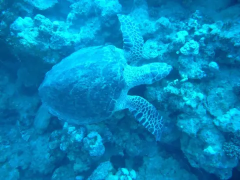 Seaview Hotel Dahab - Photo 4