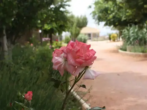 Cabañas el Acuifero  - N05 Árbol Paraíso - Photo 2