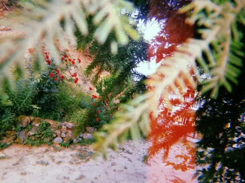 Rolandi's House - Photo 3