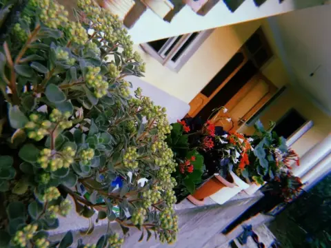 Rolandi's House - Photo 4