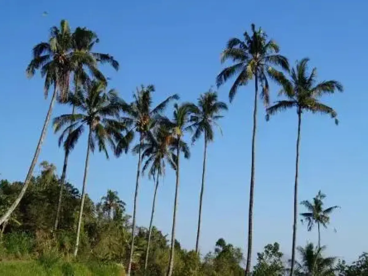 Lafyu Bali