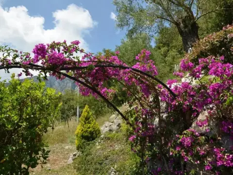 Agrestis Domus - Foto 2