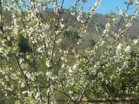 Agriturismo Del Ponte Monolocale "Anna" - Photo 4