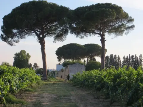 Agriturismo Occhineri - Foto 3