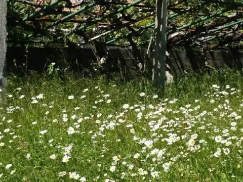 B&B Il Mulino - Foto 3