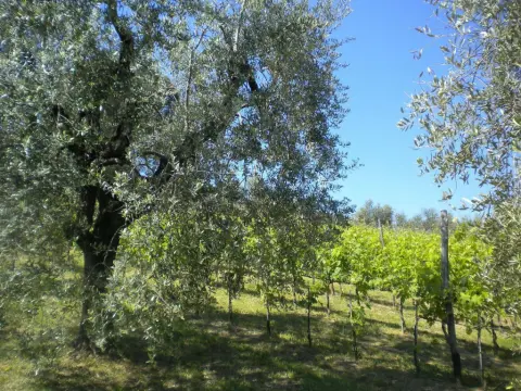 Bello Stare Tuscan Resort - Photo 3