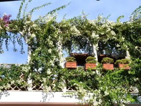 BELVEDERE - Photo 4