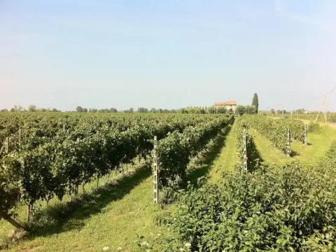CASCINA TABACHERA x10 Vineyard House - GARDA LAKE - Foto 3