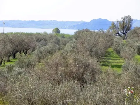 Il Casale degli Ulivi - Photo 4