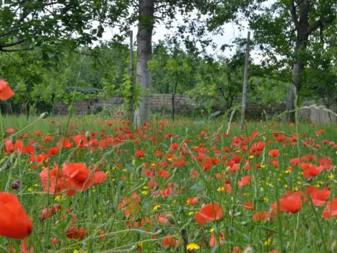 Il Giardino del Sole - Photo 1
