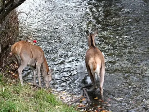 Il rifugio nel parco - Photo 4