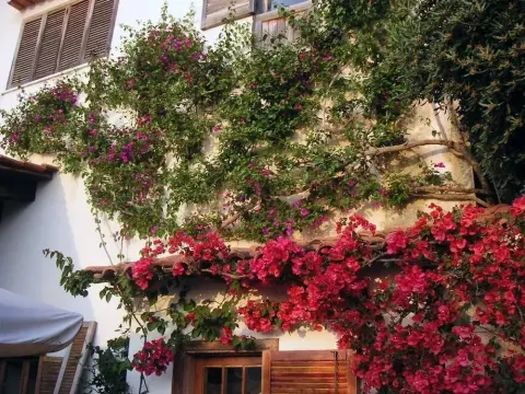 La Fusarella Villa Santoro - Photo 1