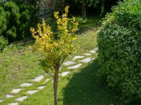 Terra Prime Suite - Photo 2