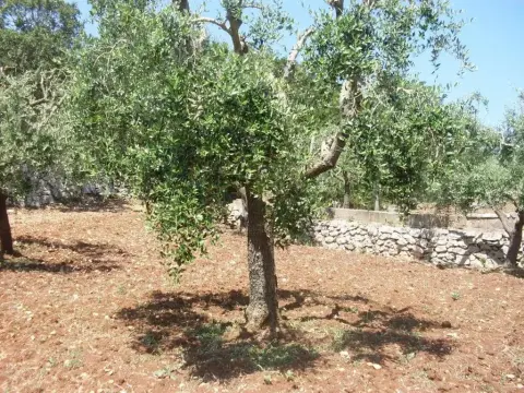 Villa Mafalda - Photo 3