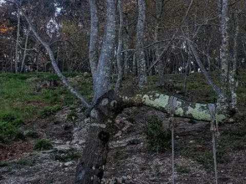 O Aconchego das Raízes - фото 4