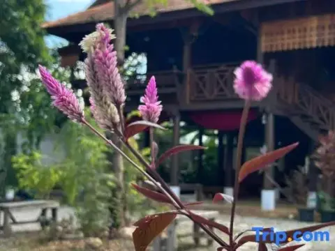 Lanna Localstay - Photo 1