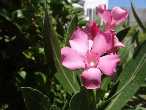 Saklibahce Hotel - фото 1