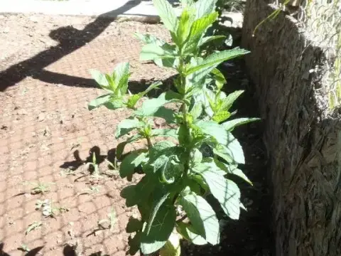 Sirin Pansiyon - Photo 1