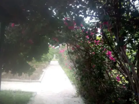 Paipai zanzibar - Photo 3