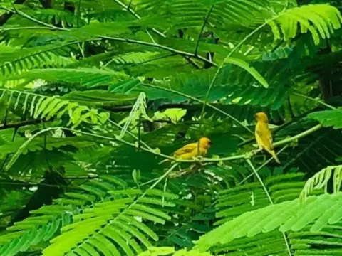 The Dream Garden Bungalow - Photo 4